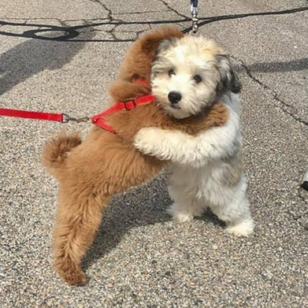 Meet your Posher, Meghan